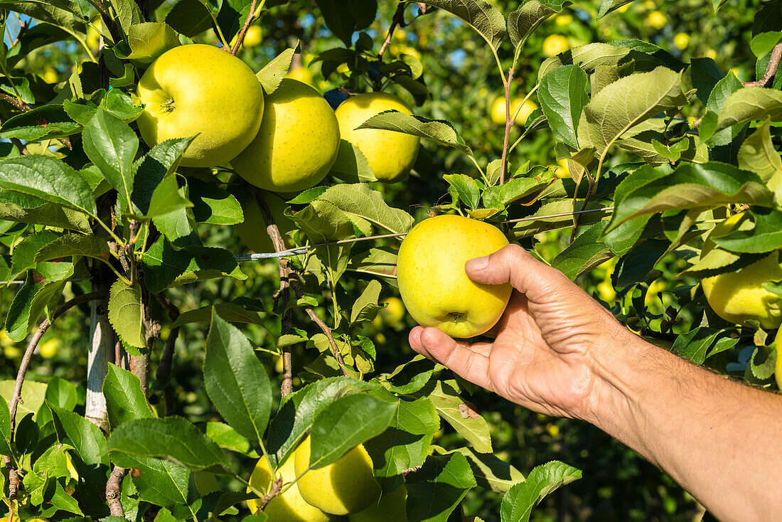 Hand eines Bauern, der Äpfel vom Baum pflückt, Valtellina, Provinz Sondrio, Lombardei, Italien