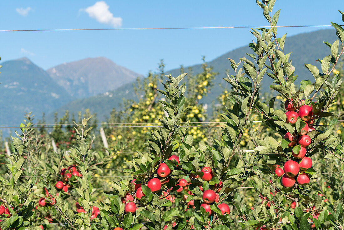 Rote und gelbe Äpfel in den Obstgärten, Valtellina, Provinz Sondrio, Lombardei, Italien