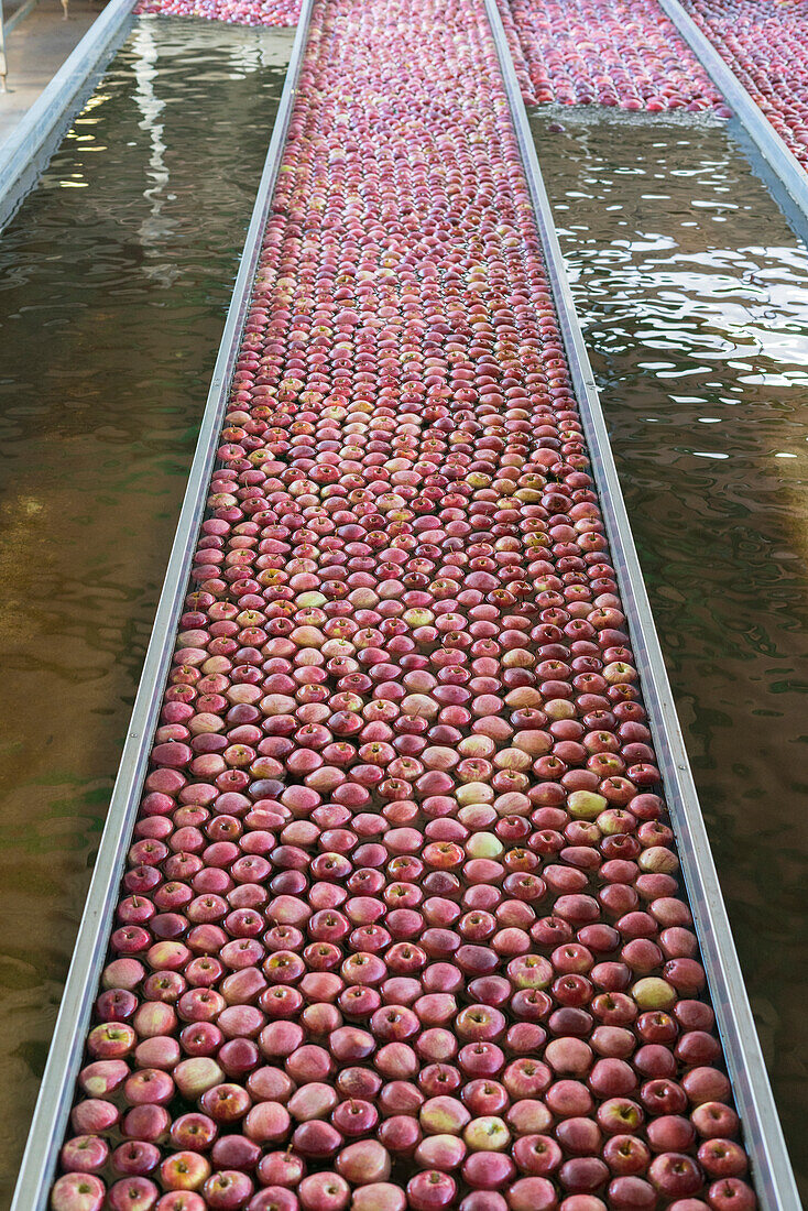 Große Tanks mit roten Äpfeln im Wasser während des Waschvorgangs, Valtellina, Provinz Sondrio, Lombardei, Italien