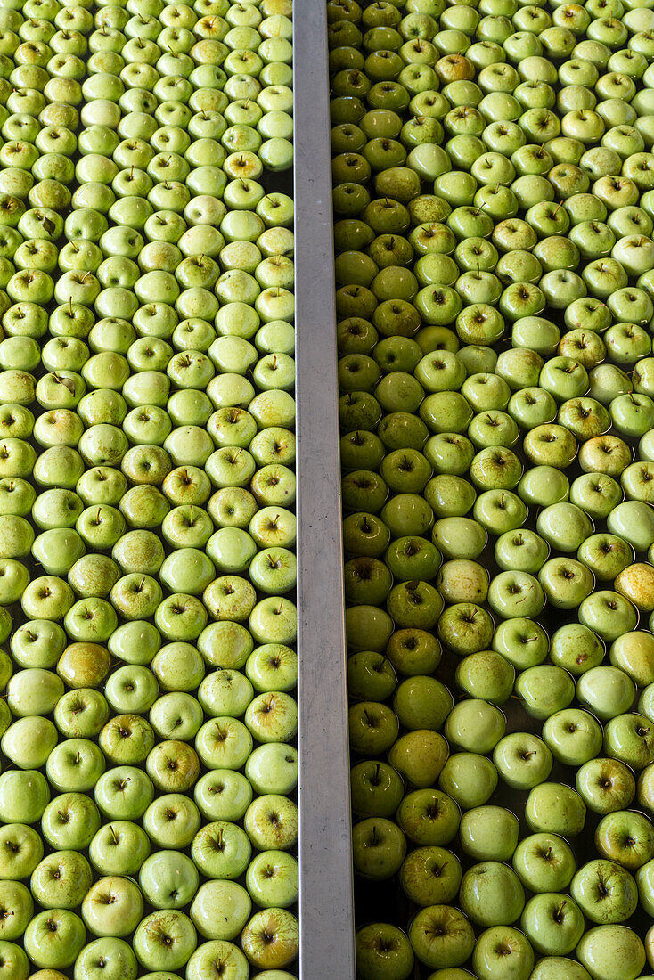Rows of apples in water during the washing process from above, Valtellina, Sondrio province, Lombardy, Italy