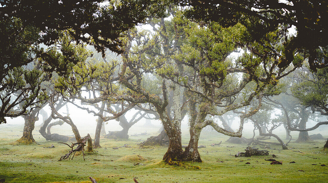 Century old bay trees in Laurissilva Forest of Fanal under the foggy sky, Madeira island, Portugal