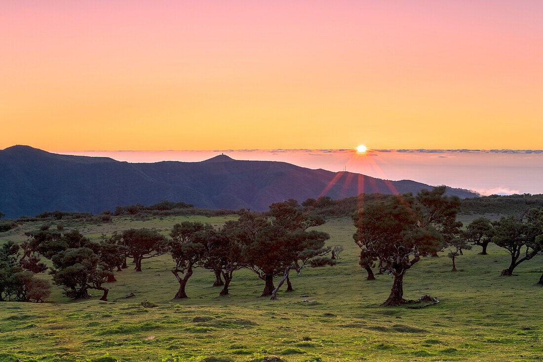 Burning sky at sunset over the lush plants and trees inside Fanal forest, Madeira island, Portugal