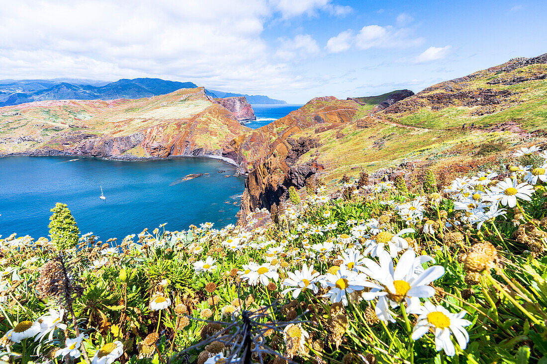 Blühende Gänseblümchen mit dem blauen Meer im Hintergrund, Ponta de Sao Lourenco, Canical, Insel Madeira, Portugal