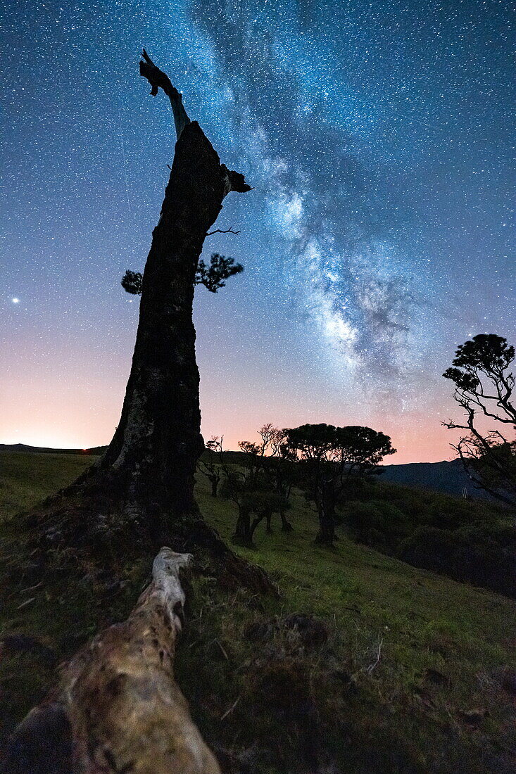 Milchstraße am Nachthimmel über den Baumstämmen des Fanal-Waldes, Insel Madeira, Portugal