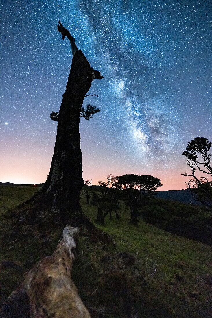 Milky Way in the night sky over tree trunks of Fanal forest, Madeira island, Portugal