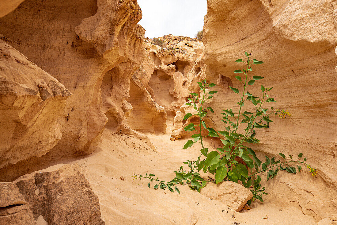 Pflanzen in Sandsteinfelsenschluchten, Barranco de los Encantados, Tindaya, La Oliva, Fuerteventura, Kanarische Inseln, Spanien