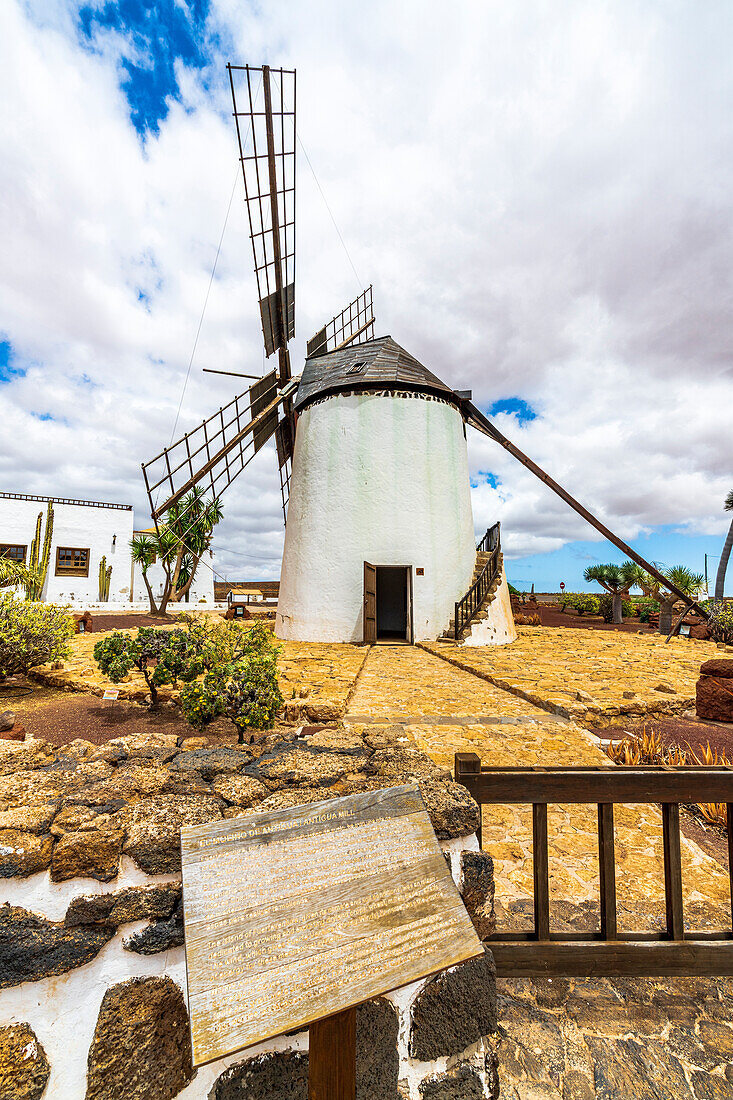 Traditionelle Windmühle im Kaktusgarten des Dorfes Antigua, Fuerteventura, Kanarische Inseln, Spanien