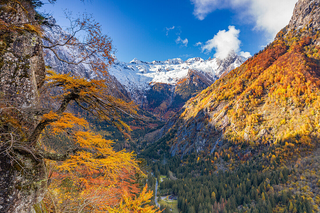 Colorful larch trees of autumn forest and snowcapped mountains, Bagni di Masino, Val Masino, Valtellina, Lombardy, Italy