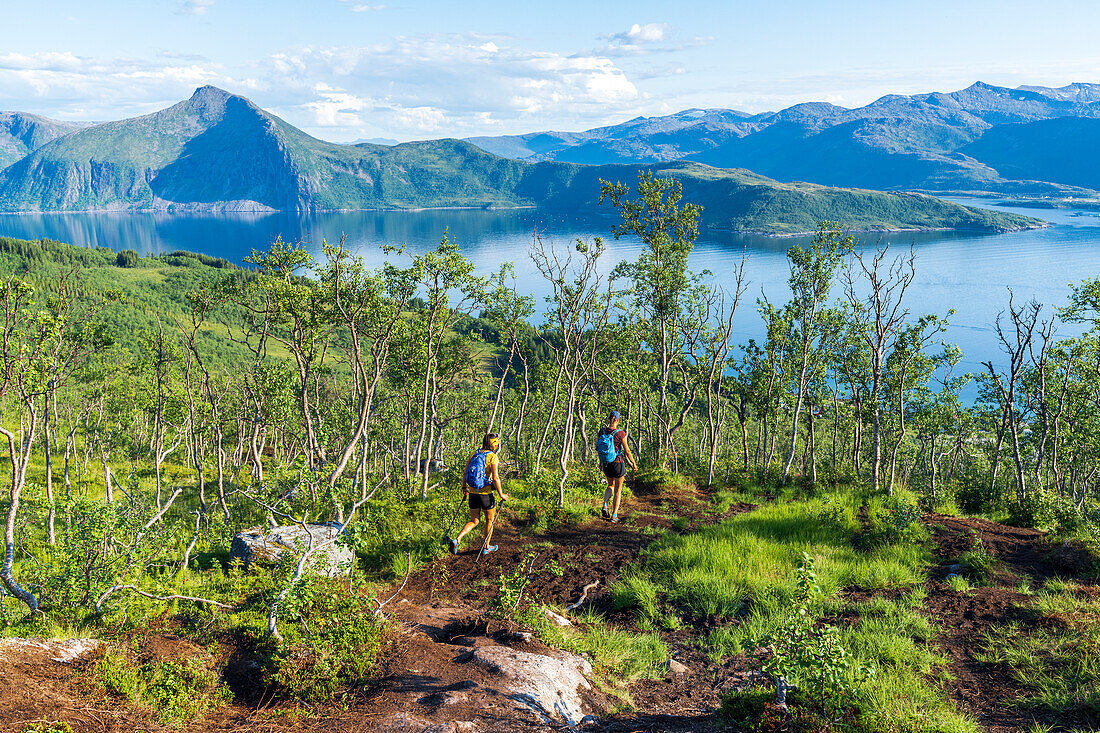 Zwei Wanderer in einem Birkenwald auf dem Weg zum Husfjellet, Insel Senja, Provinz Troms, Norwegen