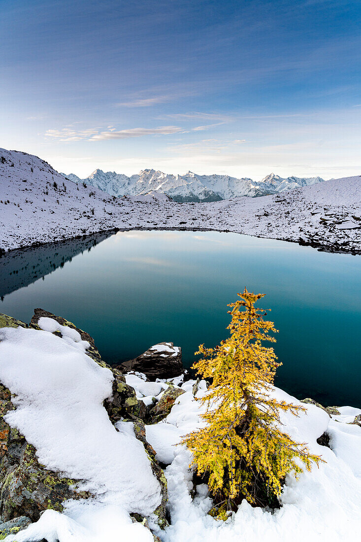 Autumn colored trees on shore of Rogneda lake with snowcapped mountains on background, Rhaetian Alps, Lombardy, Italy