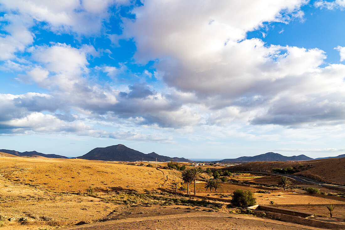 Palm trees in the barren land of the rural village of Tesejerague, Tuineje, Fuerteventura, Canary Islands, Spain