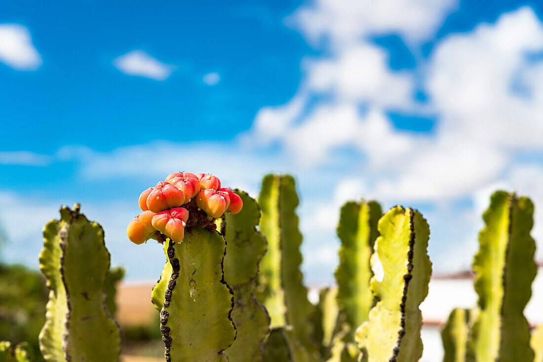 Nahaufnahme einer blühenden Kaktusblüte vor blauem Himmel, Fuerteventura, Kanarische Inseln, Spanien
