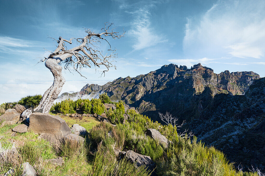 Trunk of bare tree in the wild landscape of Pico Ruivo mountain, Madeira, Portugal