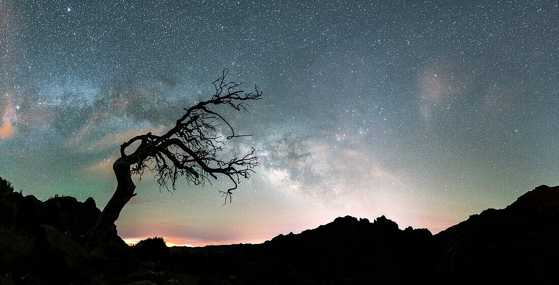 Bare tree framing the silhouette of Pico Ruivo mountain under the Milky Way, Madeira, Portugal