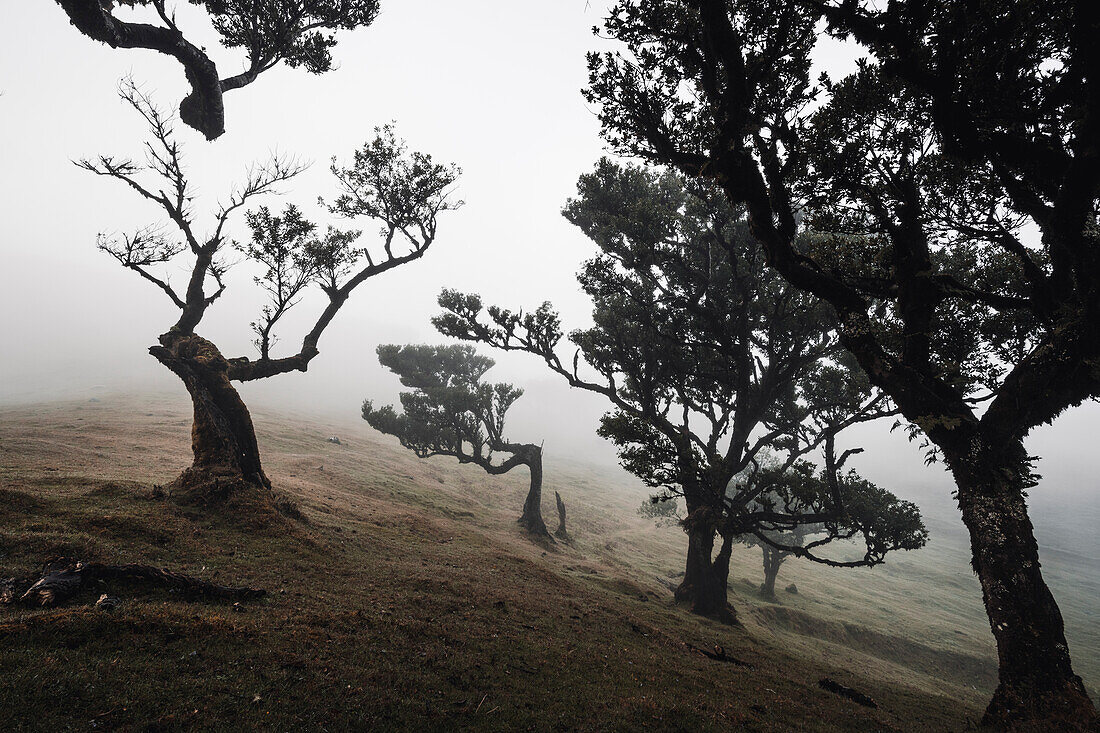 Nebel über den alten Lorbeerbäumen im Laurissilva-Wald von Fanal, Insel Madeira, Portugal