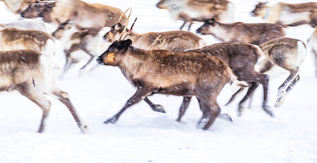 Eine Rentierherde läuft schnell durch den verschneiten Wald, Lappland, Schweden