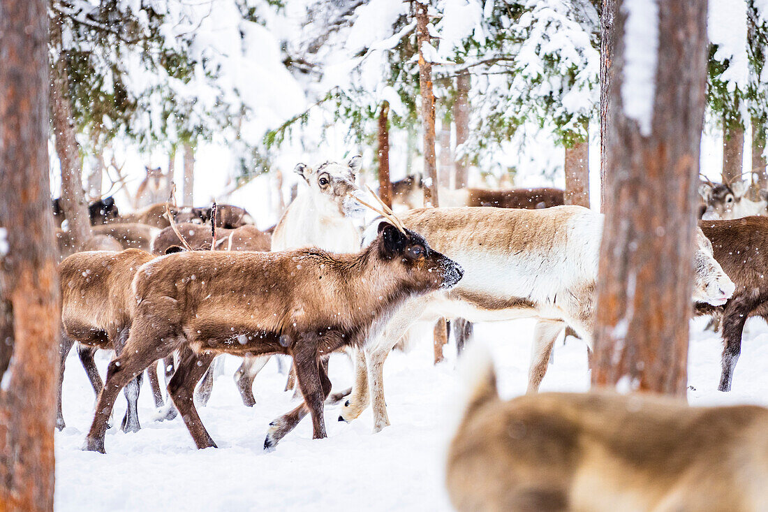 Herd of reindeer in the arctic forest covered with snow in winter, Lapland, Sweden