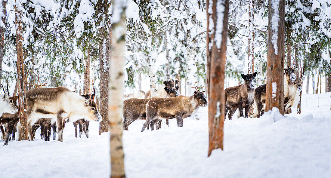 Rentierherde im arktischen Wald während eines winterlichen Schneefalls, Lappland, Schweden
