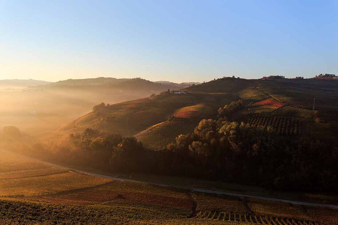 Die Weinberge von Barbaresco und Barolo im Herbst bei Sonnenaufgang, Italien, Piemont, Bezirk Cuneo, Langhe