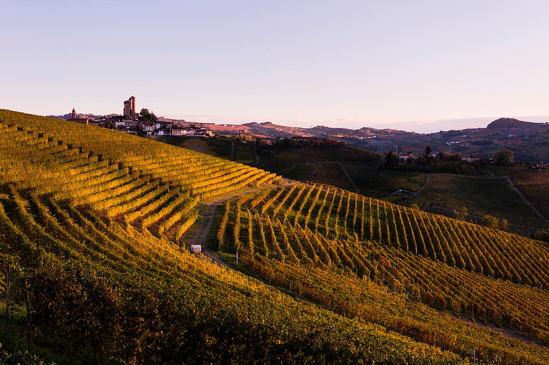 Die Weinberge von Barbaresco und Barolo im Herbst bei Sonnenuntergang, Italien, Piemont, Bezirk Cuneo, Langhe