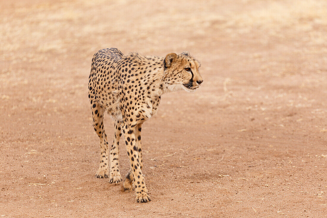 Gepard in Etosha, Namibia, Afrika
