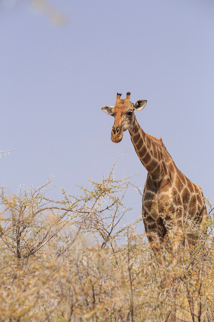 Giraffe in Etosha, Namibia, Africa