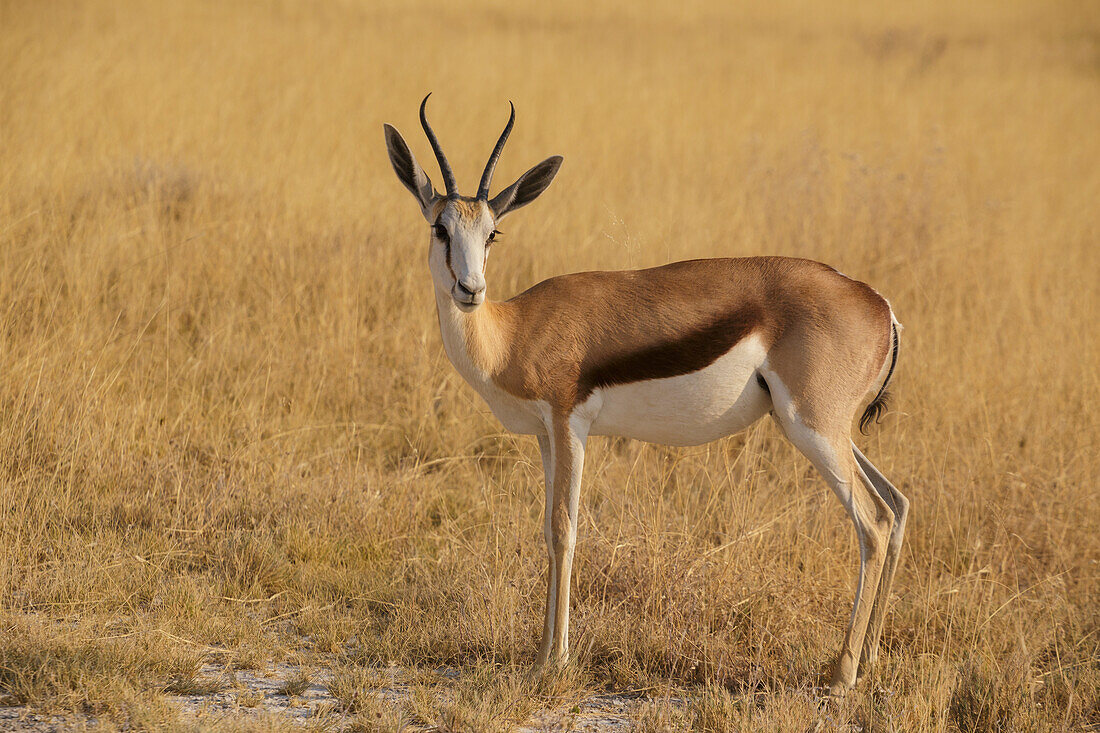 Springbock in Etosha, Namibia, Afrika