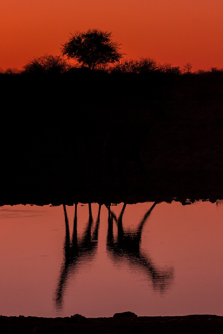 Giraffe reflection at sunset in Etosha, Namibia, Africa