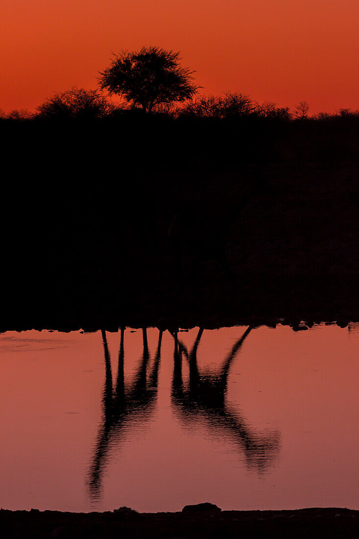 Giraffenspiegelung bei Sonnenuntergang in Etosha, Namibia, Afrika