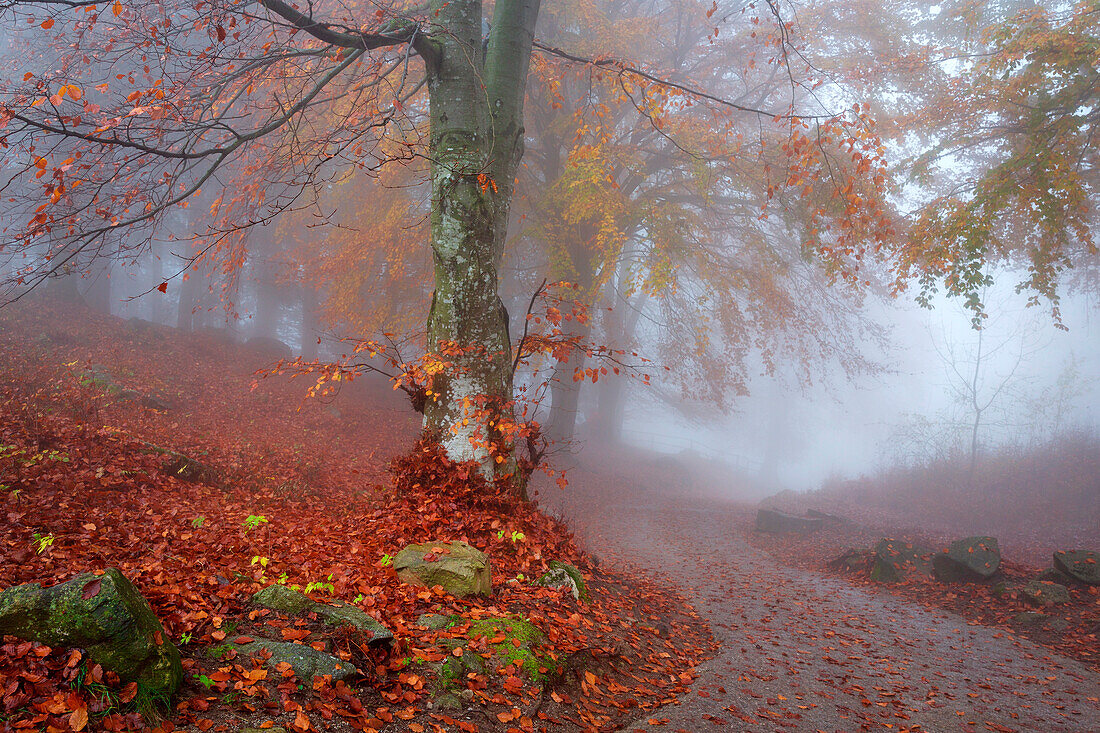 Beech tree forest in autumn, Province of Como, Lombardy, Italy, Western Europe