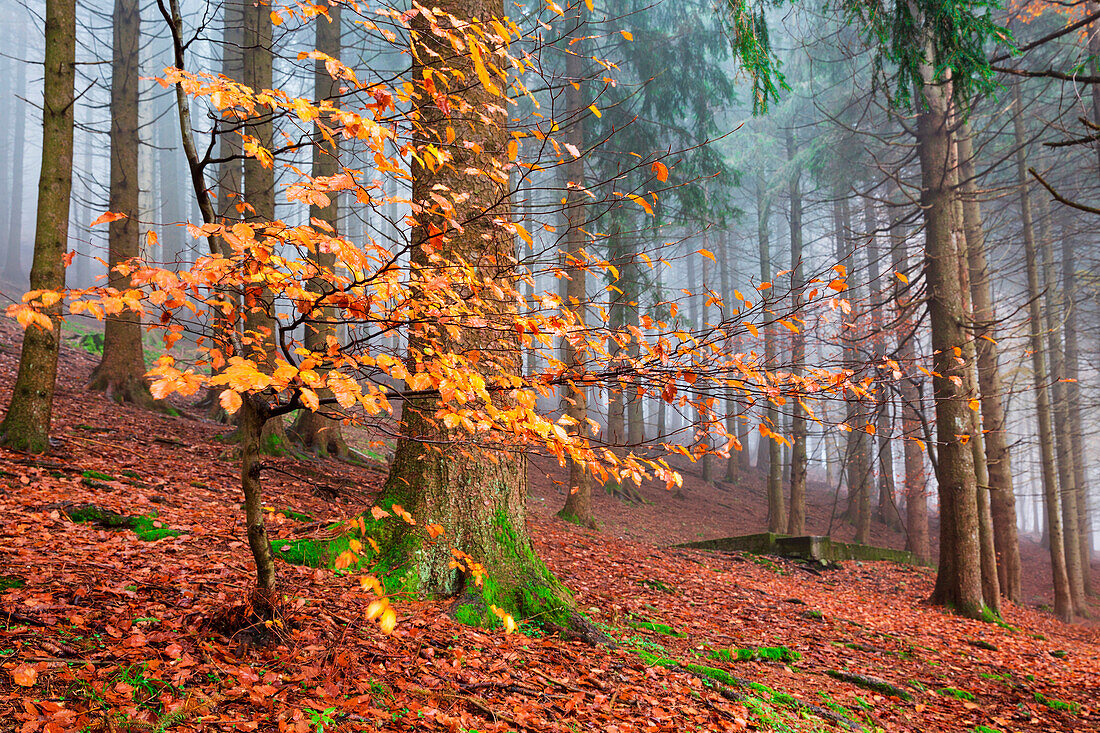Buchenwald im Herbst, Provinz Como, Lombardei, Italien, Westeuropa