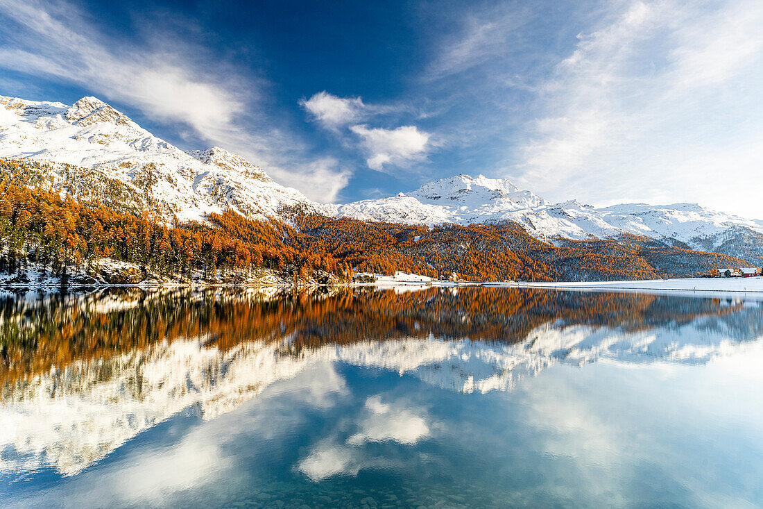 Bunte Herbstbäume rund um den schneebedeckten Alpensee Champfer und Piz Corvatsch, Graubünden, Engadin, Schweiz