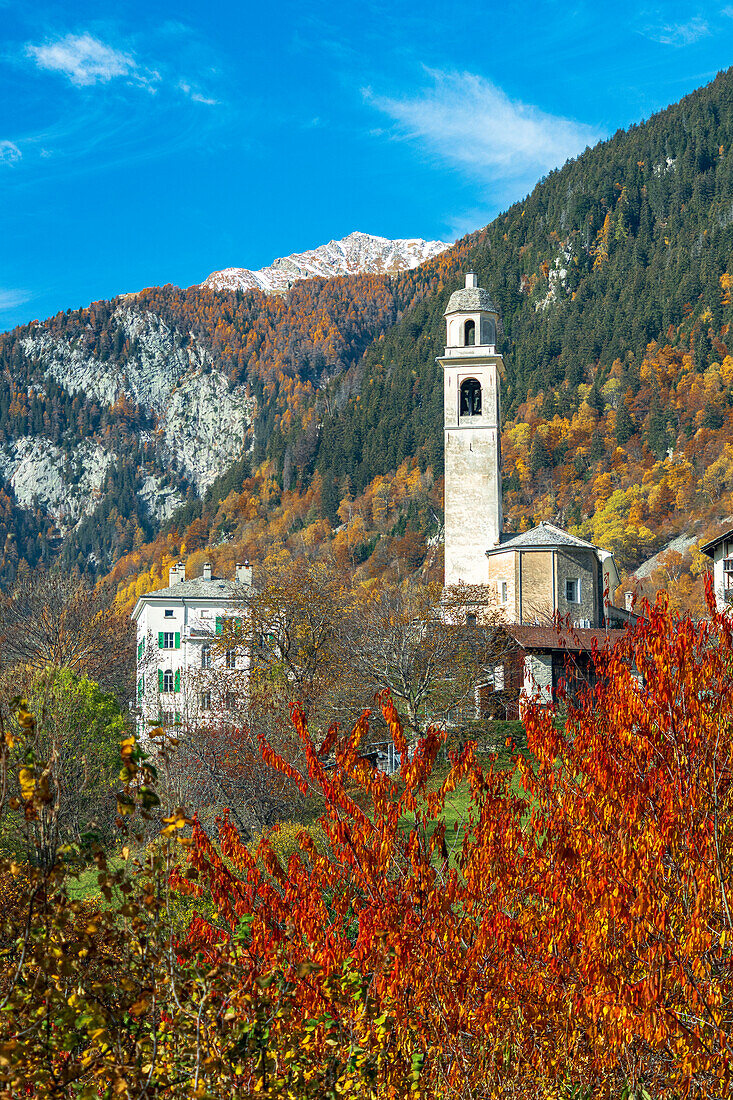 Herbstlaub von bunten Bäumen, die den alten Glockenturm von Soglio einrahmen, Val Bregaglia, Kanton Graubünden, Schweiz