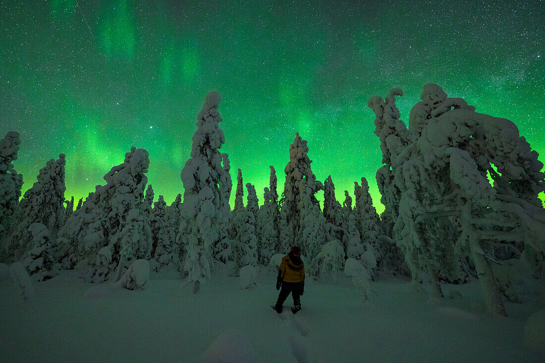 Hiker woman standing in the snow looking at the frozen trees lit by Northern Lights, Iso Syote, Lapland, Finland