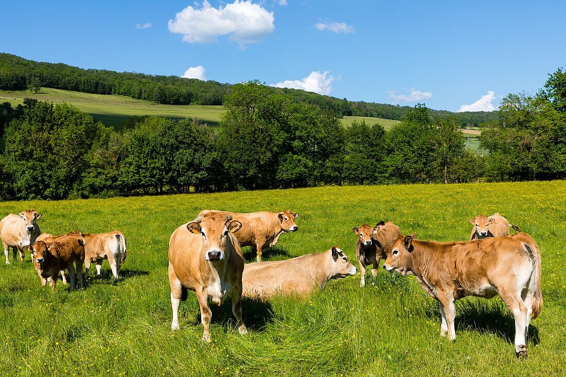 Kühe auf der Weide, flavigny sur ozerain, (21) cote-d'or, burgund, frankreich