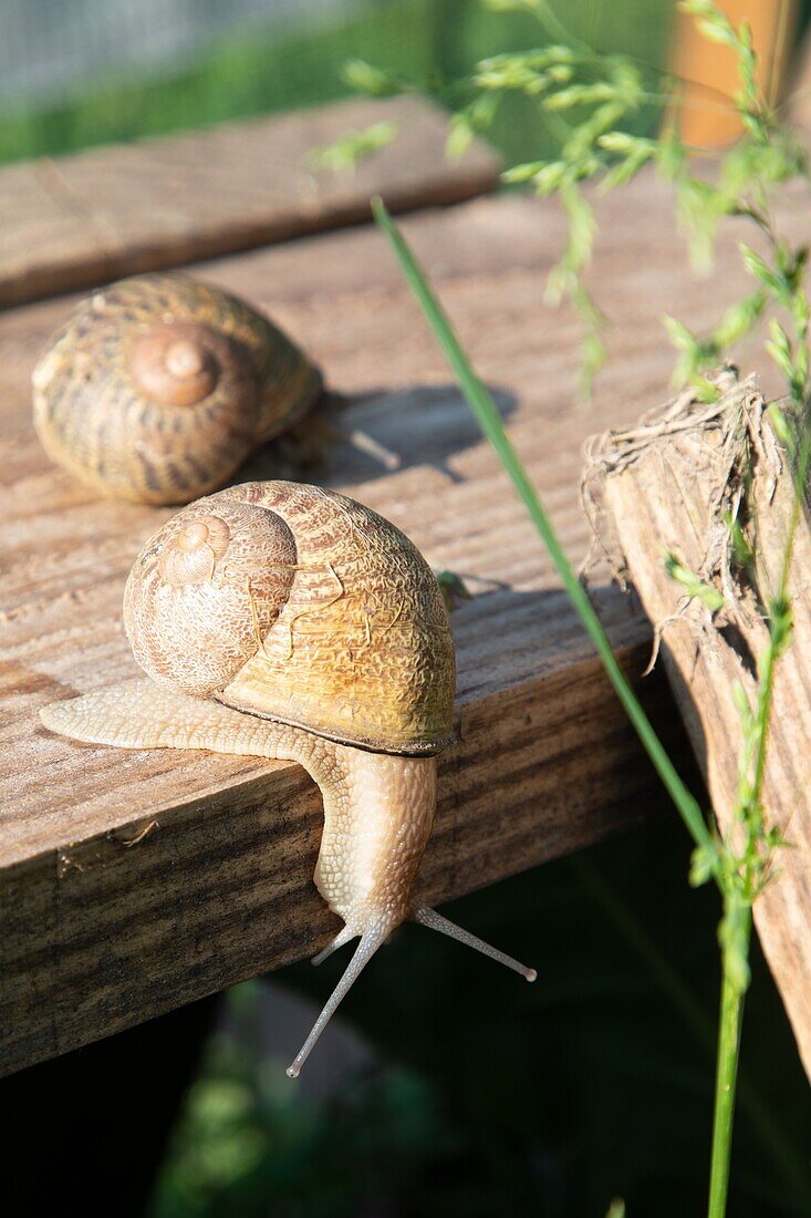 Perrine doudin, helixine, snail farmer, producer of organic snails, flavigny sur ozerain, (21) cote-d'or, burgundy, france