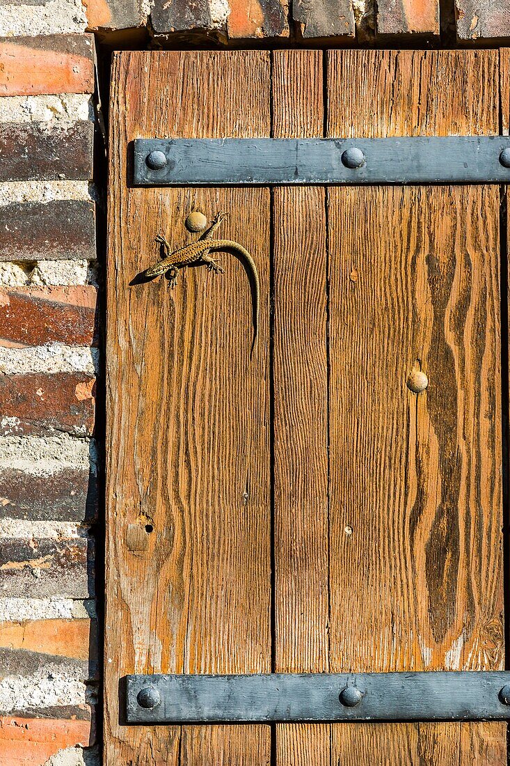 Lizard, sainte suzanne, (53) mayenne, pays de la loire