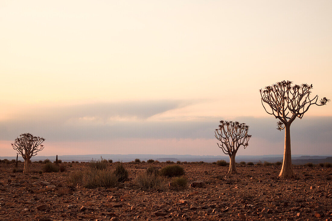 Quiver trees at dusk in the Fish River Canyon; Namibia; Southern Africa