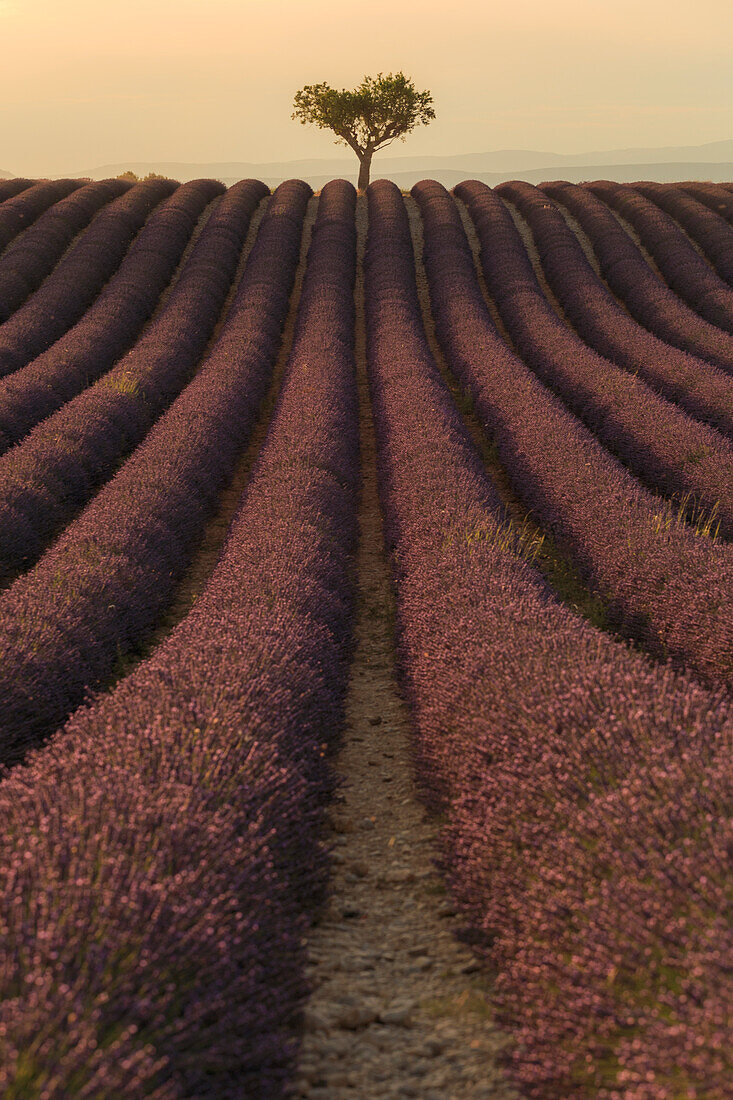 Lonely tree Lavander at sunset, Valensole plateau, Provence, South France, Europe