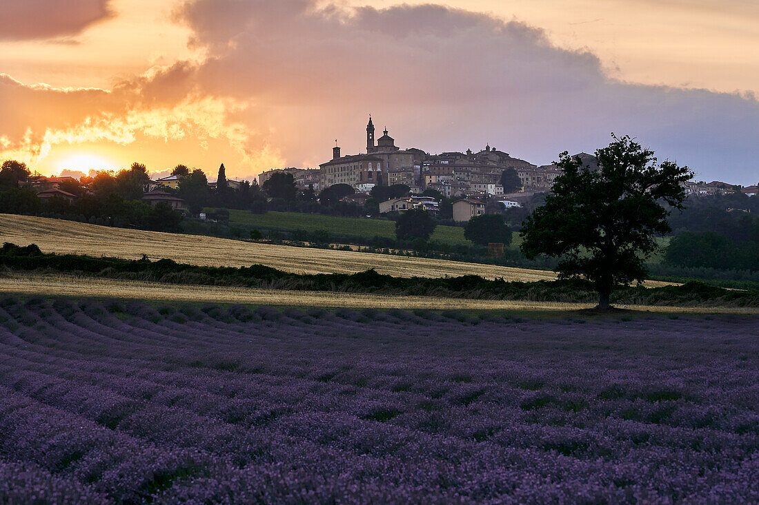 Lavendelfelder bei Sonnenuntergang, Corinaldo, Ancona, Le Marche, Italien, Westeuropa