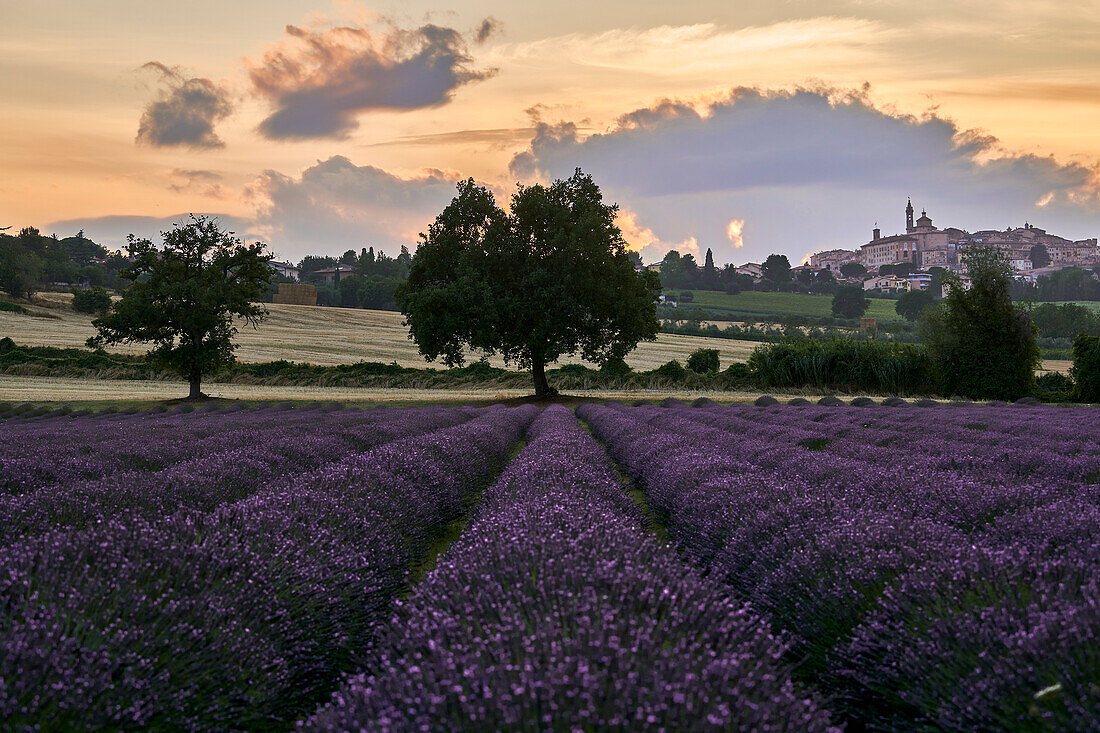 Lavendelfelder bei Sonnenuntergang, Corinaldo, Ancona, Le Marche, Italien, Westeuropa