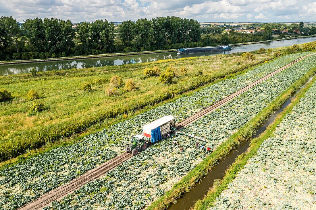 Market farm plantation of summer cauliflower, marshes of saint omer, (62) pas-de-calais, france