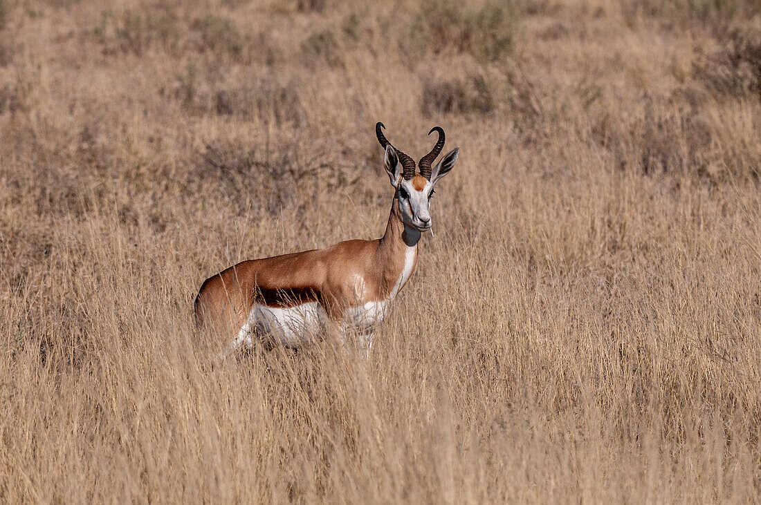 Springbock (Antidorcas marsupialis), Deception Valley, Zentral Kalahari Wildschutzgebiet, Botsuana.