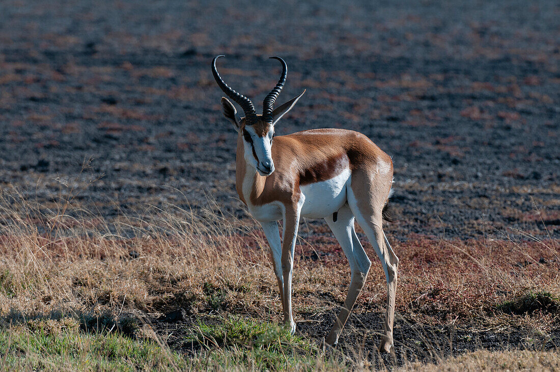 Springbok (Antidorcas marsupialis), Deception Valley, Central Kalahari Game Reserve, Botswana.