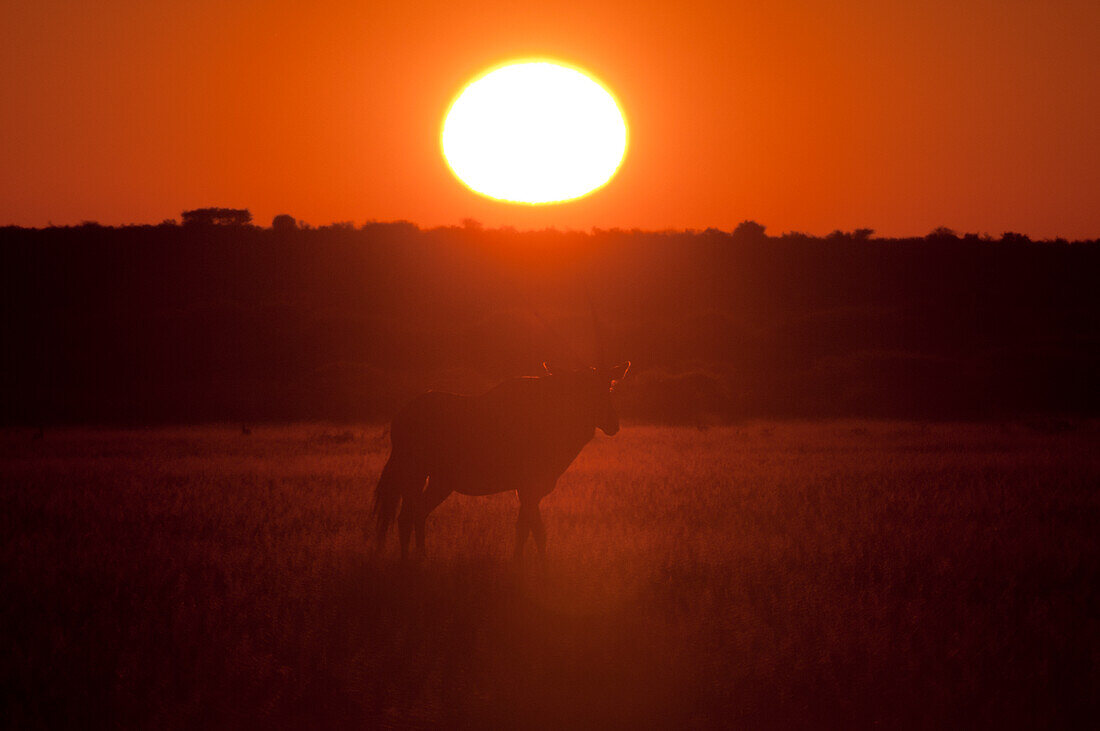 Gemsbock (Oryx gazella), Deception Valley, Zentral Kalahari Wildschutzgebiet, Botsuana.