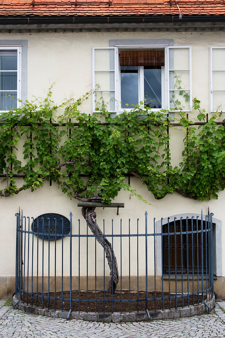 Der älteste Weinstock der Welt, über 400 Jahre alt, Maribor, Slowenien.