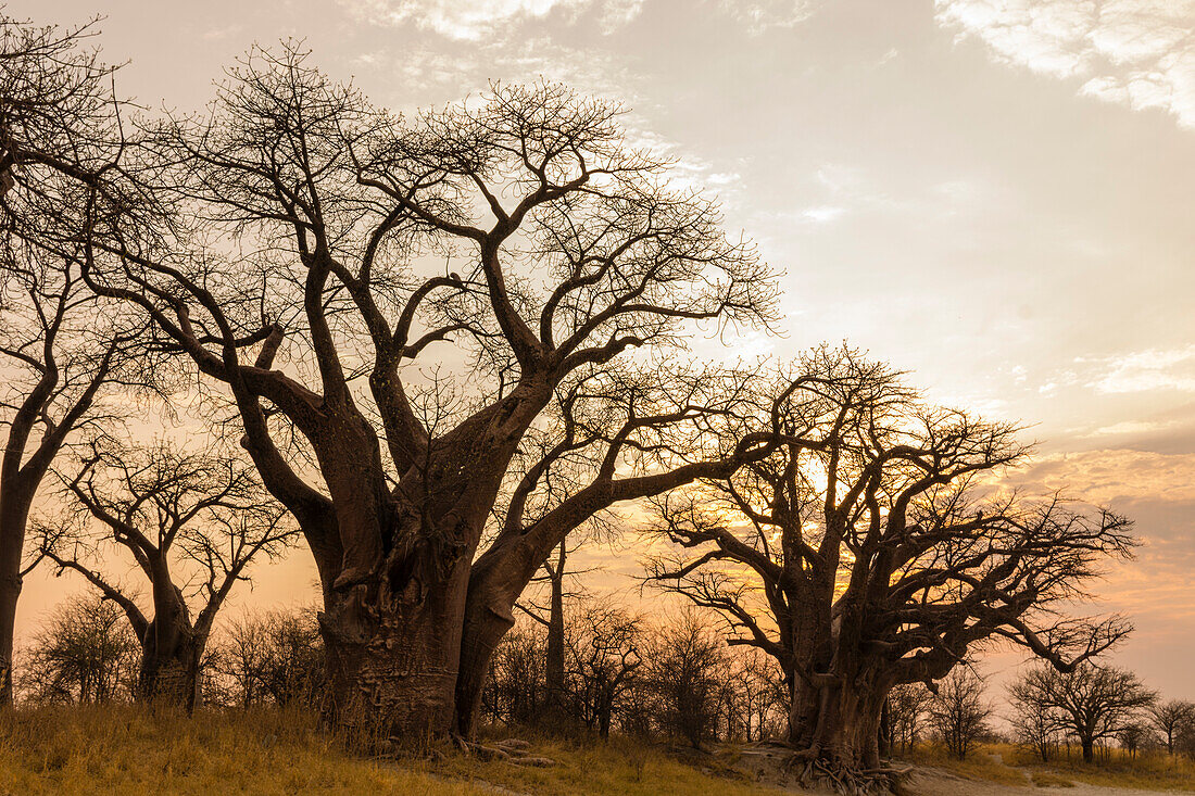 Baines Baobabs at sunset.