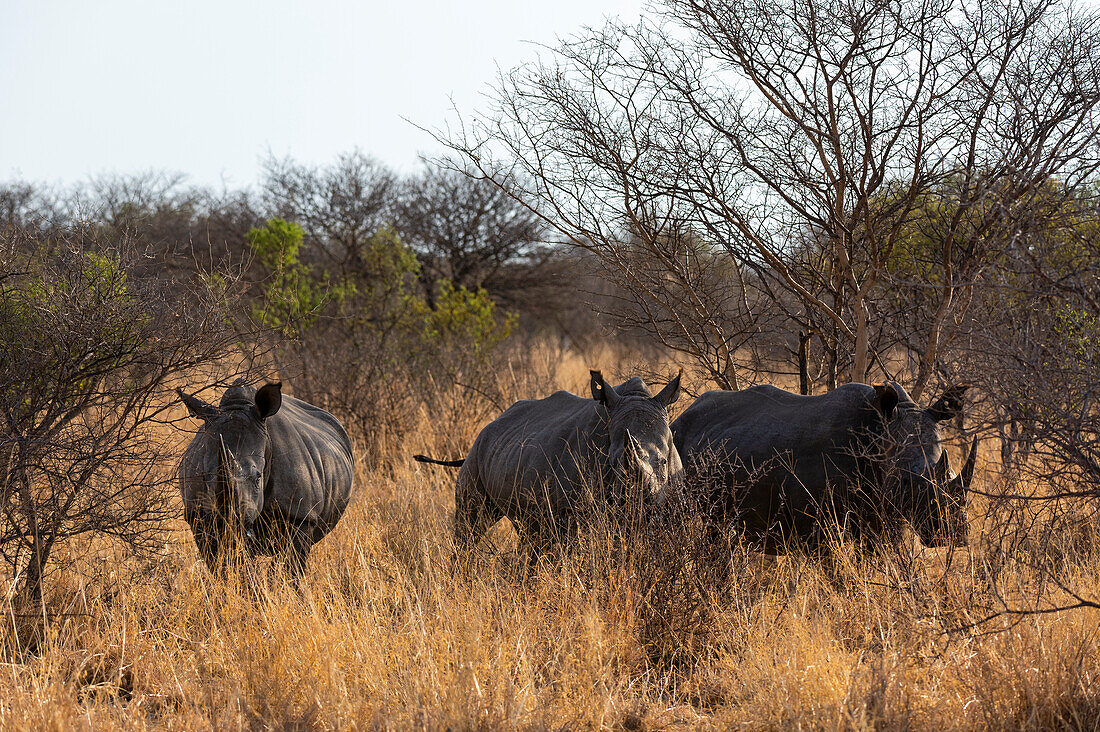 Drei Breitmaulnashörner, Ceratotherium simum, nebeneinander in die Kamera blickend