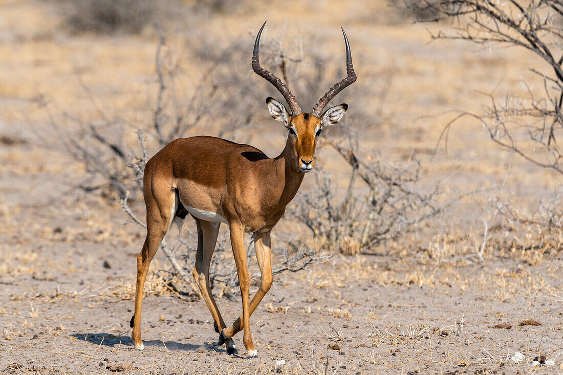 A male impala, Aepyceros melampus, walking