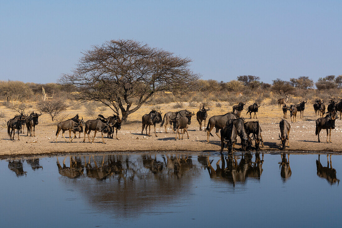 Blue wildebeest, Connochaetes taurinus, Kalahari, Botswana